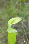 Green pitcherplant